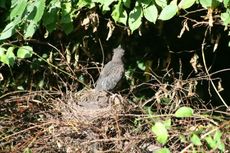 Amsel-9-Tag-12.jpg